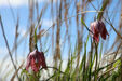 Schachblumen auf einer Stiftungsfläche im Naturschutzgebiet „Die Reit“